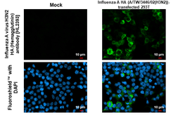 Anti-Influenza A virus H3N2 HA (Hemagglutinin) antibody [HL2393] used in Immunocytochemistry/ Immunofluorescence (ICC/IF). GTX638602